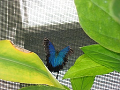 CairnsTC392 Butterflies Sanctuary